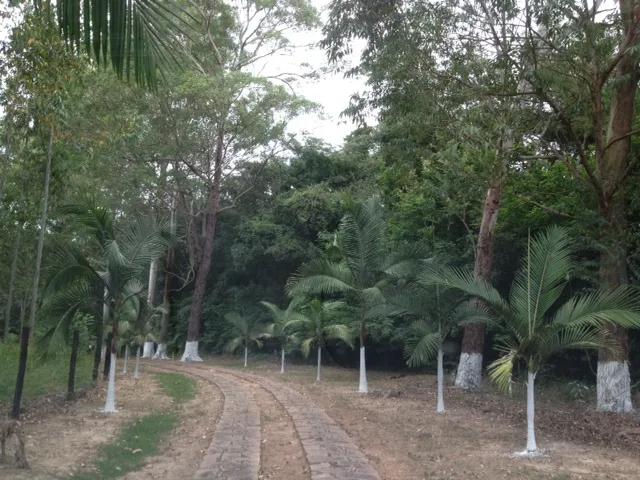 Entrada de eucaliptos